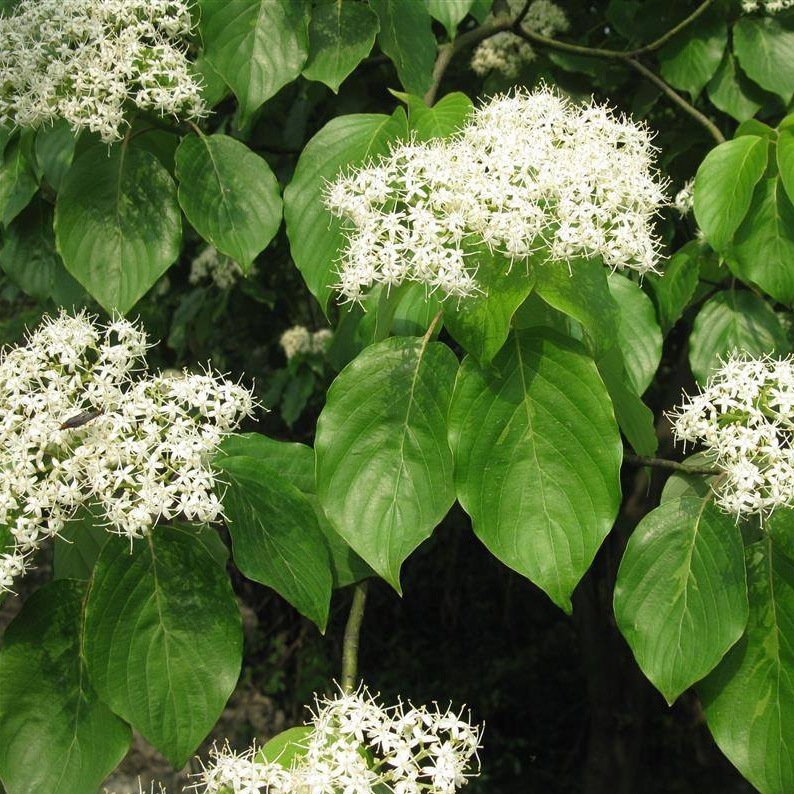 新采林木树籽光皮毛梾木光皮树种子斑皮抽水树四季可播包邮