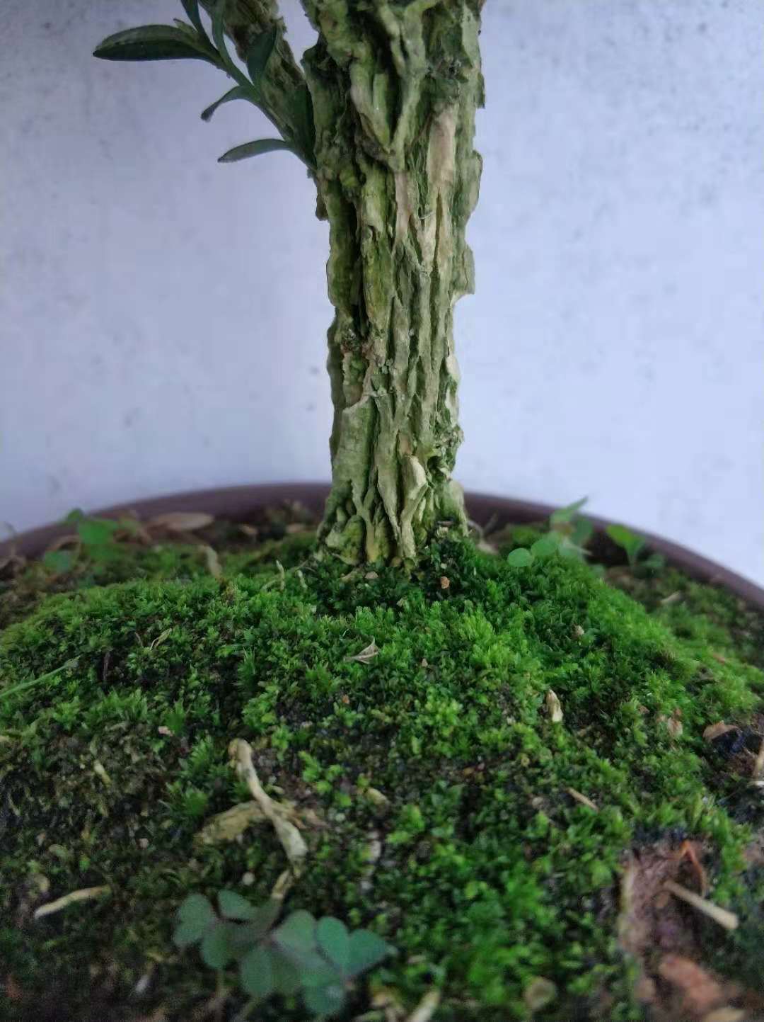 小叶雀舌黄杨盆景树桩黄杨盆栽 名贵老桩树苗 皱皮室内造型熟桩