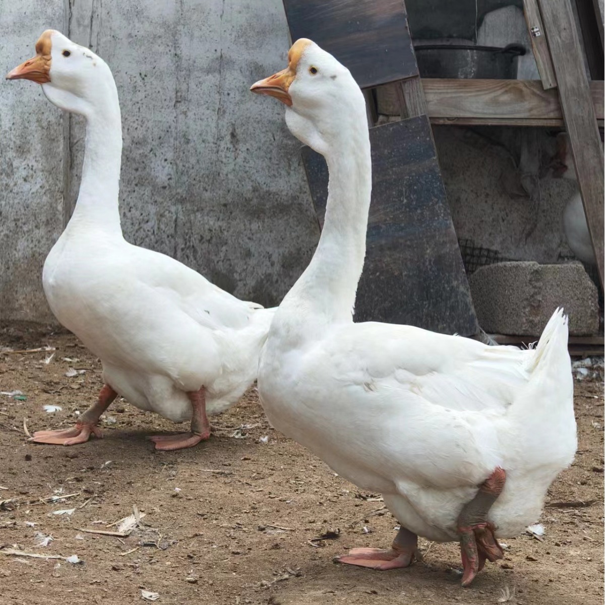 农家散养大体型产蛋四季鹅苗活体四季鹅出壳苗脱温苗高产四季鹅蛋