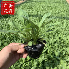 大花金鸡菊山东货源 地被草花多年生宿根金鸡菊 重瓣黄色金鸡菊