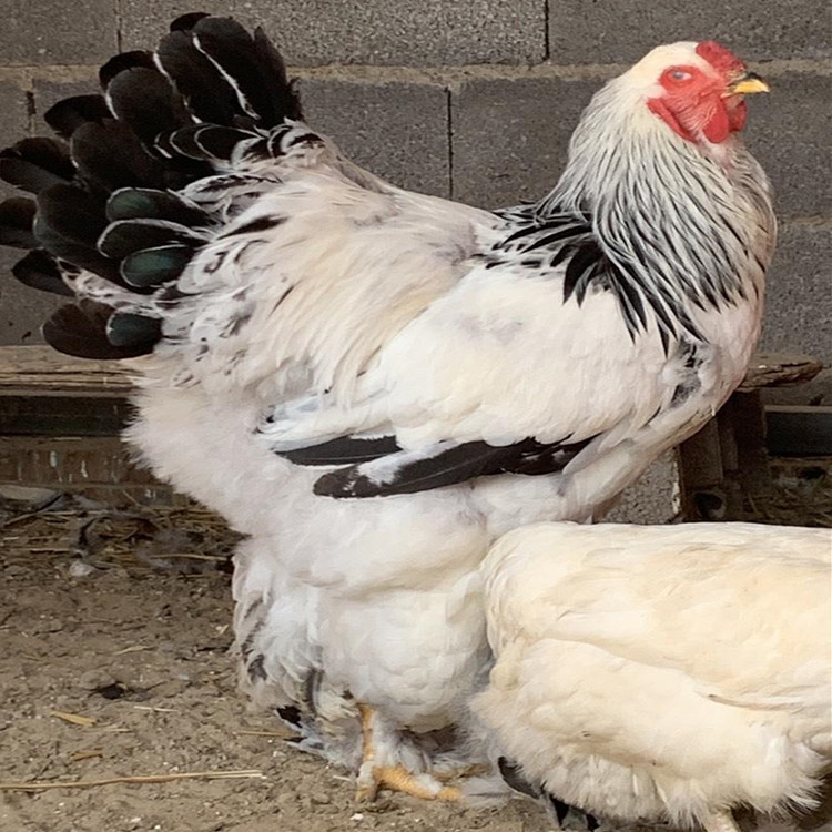 观赏婆罗门鸡 梵天鸡观赏鸡梵天鸡种蛋受精蛋可孵化婆罗门鸡-阿里巴巴