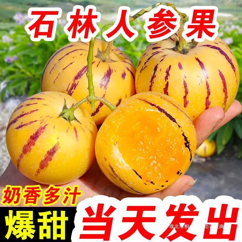 云南石林高原树上熟5斤现摘人参果圆果新鲜现摘黄肉多汁人生果水