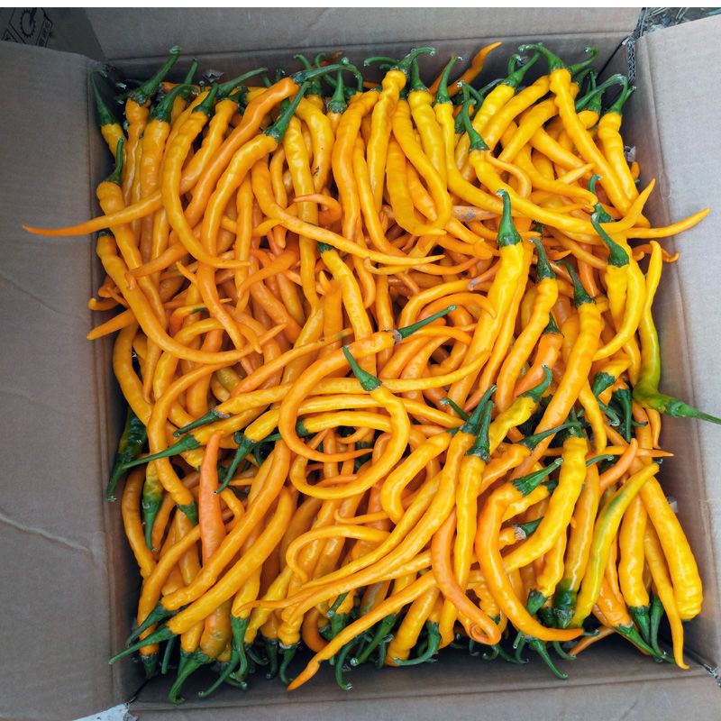 【现摘现发】新鲜特辣黄贡椒黄辣椒二荆条做线椒酱泡椒剁椒5斤装