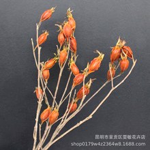 栀子果 干花永生花 软装装饰插花 家居婚庆 插花 拍摄道具