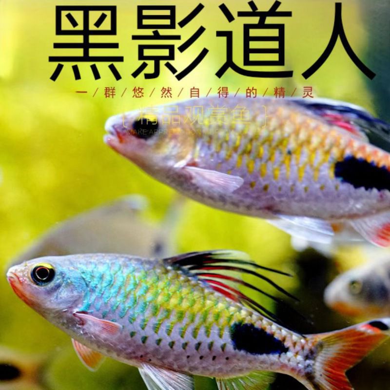 黑影道人 黑影道人鱼苗 群游 高端 灯鱼 南美 草缸 热带鱼-阿里巴巴