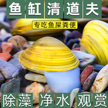 鱼缸清道夫净水清理藻类黄金河蚌淡水冷水观赏鱼专吃鱼屎垃圾粪便