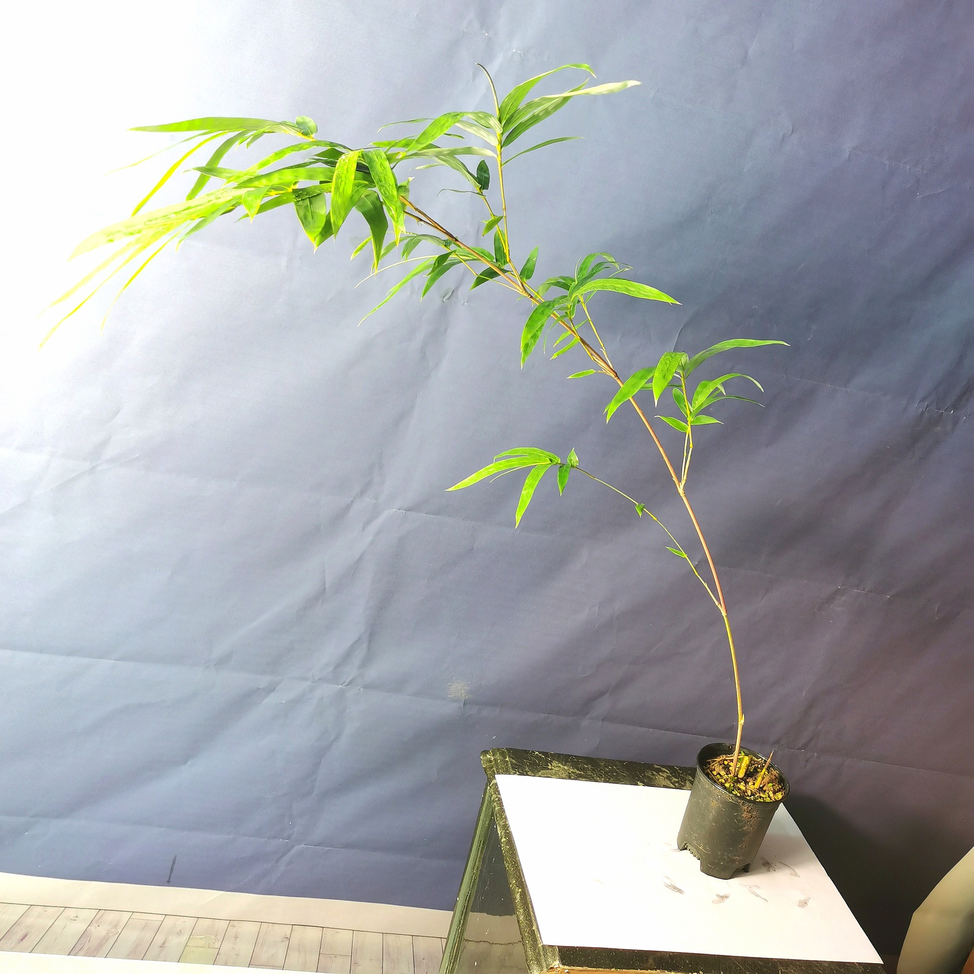 琴丝竹盆景文艺桌面办公室绿植室内花卉盆栽竹子家养四季好养植物