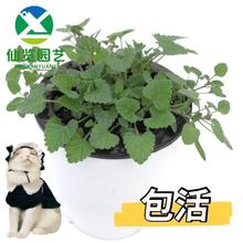 猫薄荷薄荷盆栽  猫喜欢吃的食物 成品 薄荷盆栽 驱蚊植物