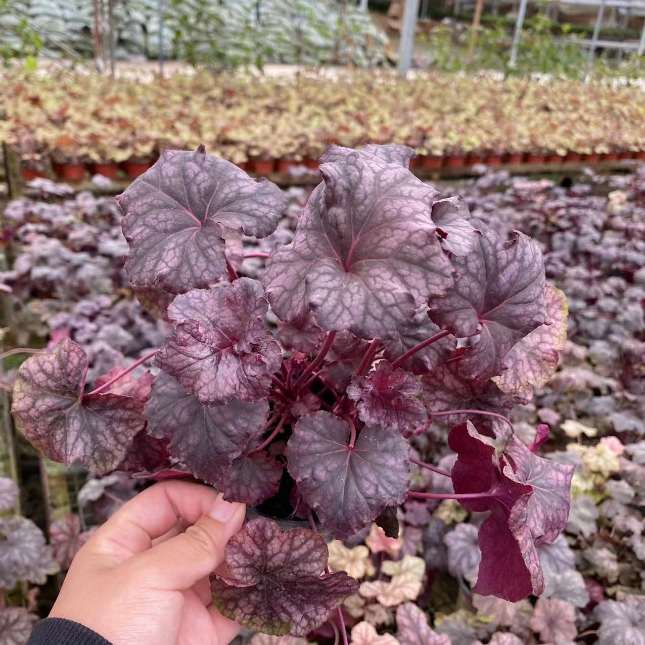 矾根90杯苗1加仑规格矾根10-15cm园林工程耐寒庭院地被植物