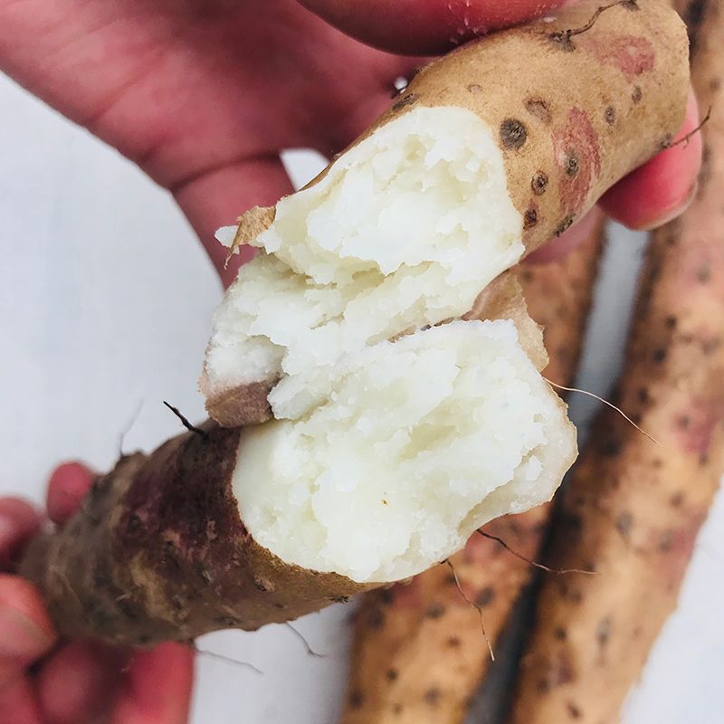 怀山药5斤 温县铁棍山药河南焦作特产新鲜怀山药垆土地淮山药