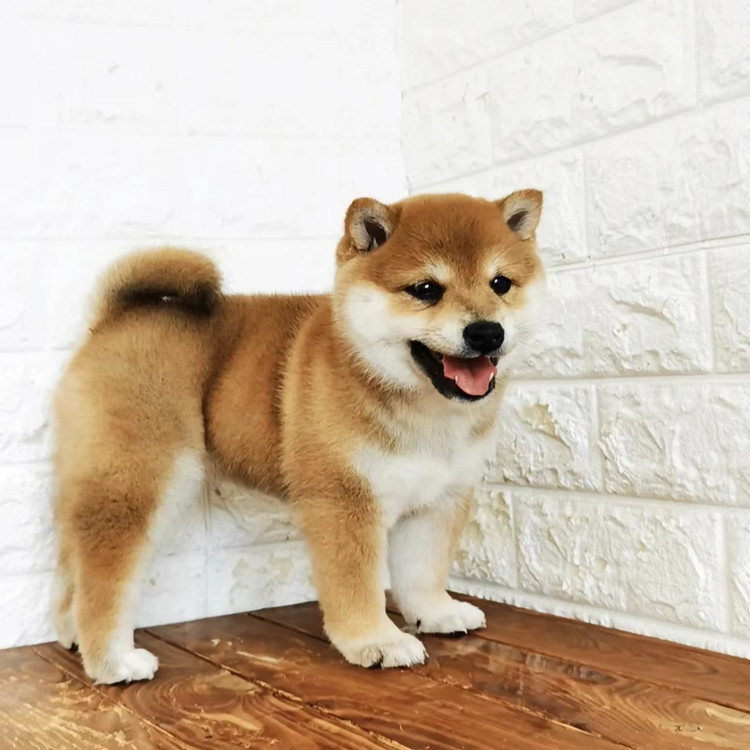 现货供应 日本柴犬幼犬 纯种豆柴黑柴狗 家庭犬宠物狗 秋田犬幼犬