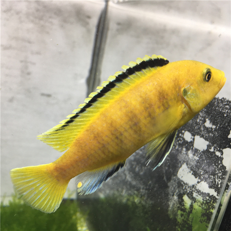 三湖慈鲷马鲷活体 黑线王非洲王子热带鱼活体小型淡水观赏鲷科鱼1