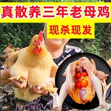 土鸡2只超大老母鸡正宗3年农家散养鸡现杀新鲜鸡肉鸡腿鸡胸肉整鸡
