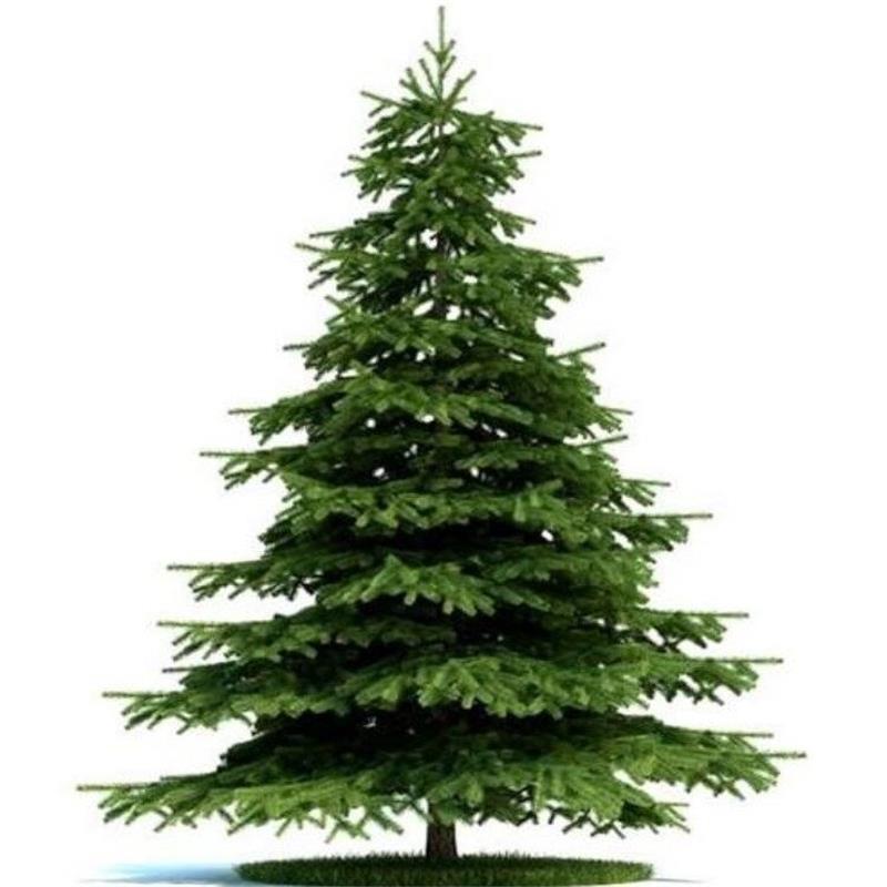 雪松树苗云杉圣诞树香柏宝塔松雪松树苗四季常青行道树庭院绿化苗