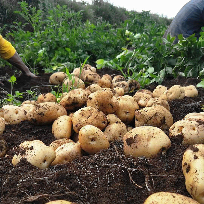现挖四川大凉山特产高原香糯黄皮黄心新鲜土豆农家自产马铃薯洋芋