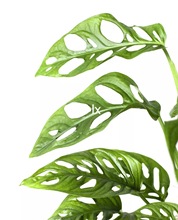 安第斯花园 姬龟背竹 室内耐阴盆栽 垂吊长藤植物 开