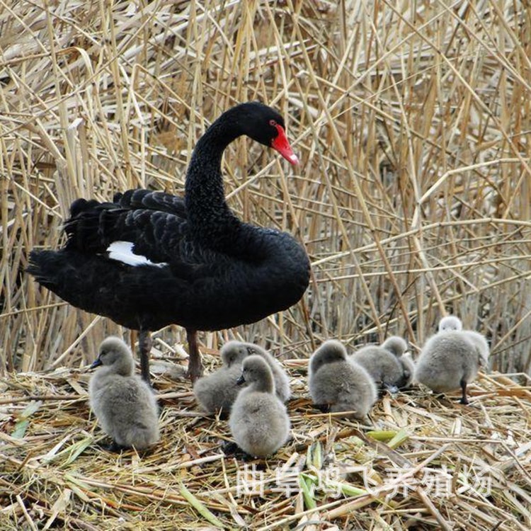 黑天鹅苗天鹅幼苗出售哪里有卖黑天鹅的黑天鹅苗多少钱一只