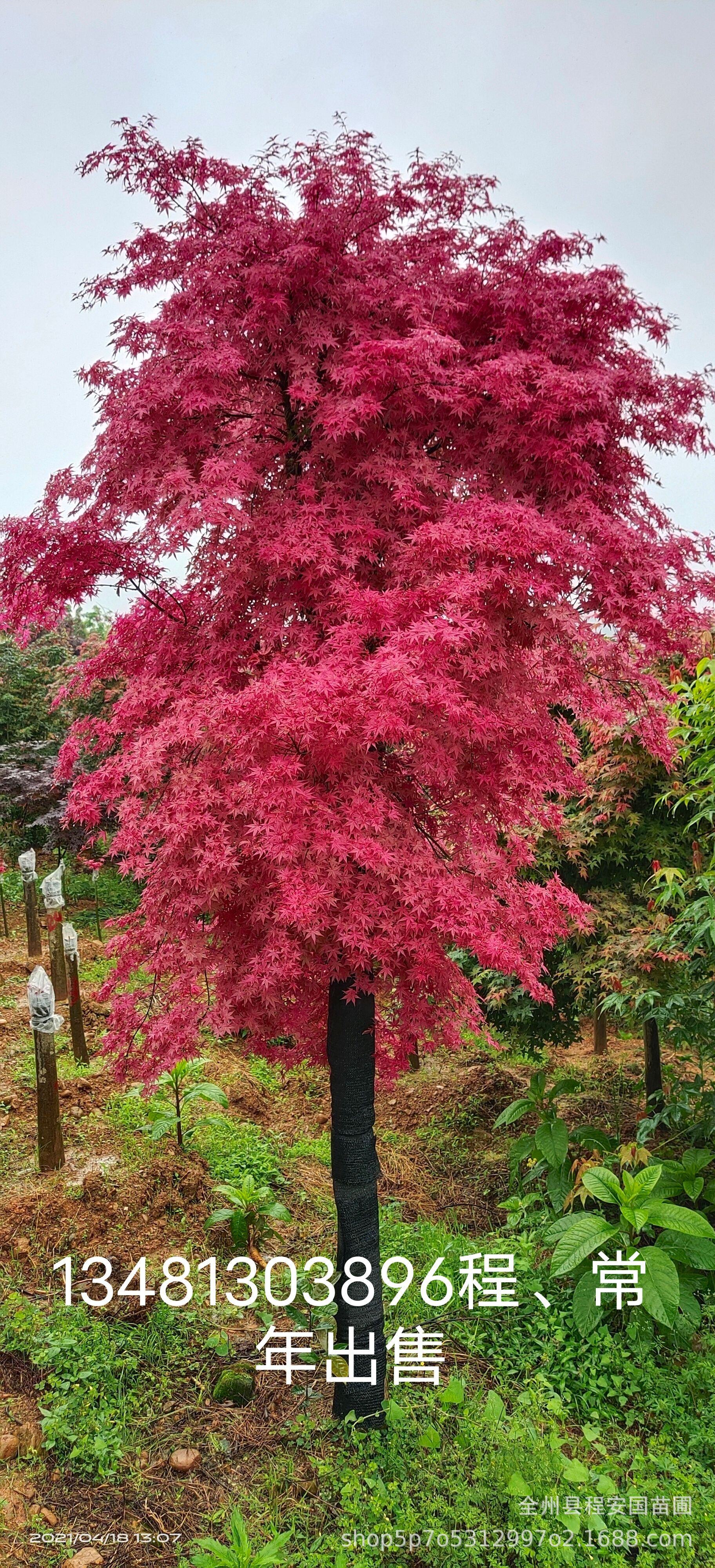 常年出售红小柚(又名:红大柚)2-25公分,桂林红枫红小柚红大柚