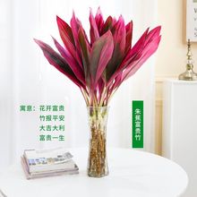 富贵竹水培绿植紫竹春冬季红细杆植物花卉盆栽新年春节装饰品包邮