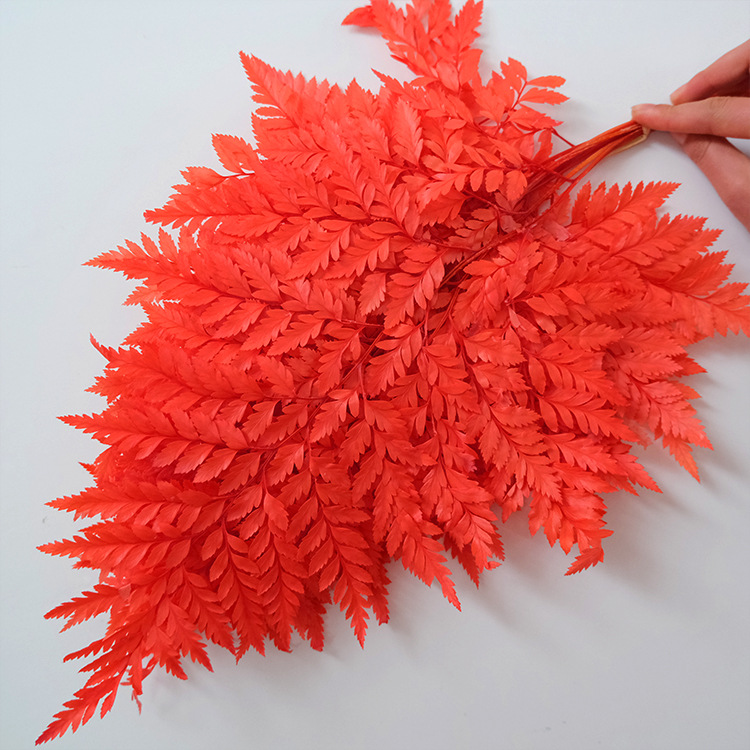 永生花高山羊齿蕨类植物芒萁叶龙骨叶蕨叶diy相框装饰花束