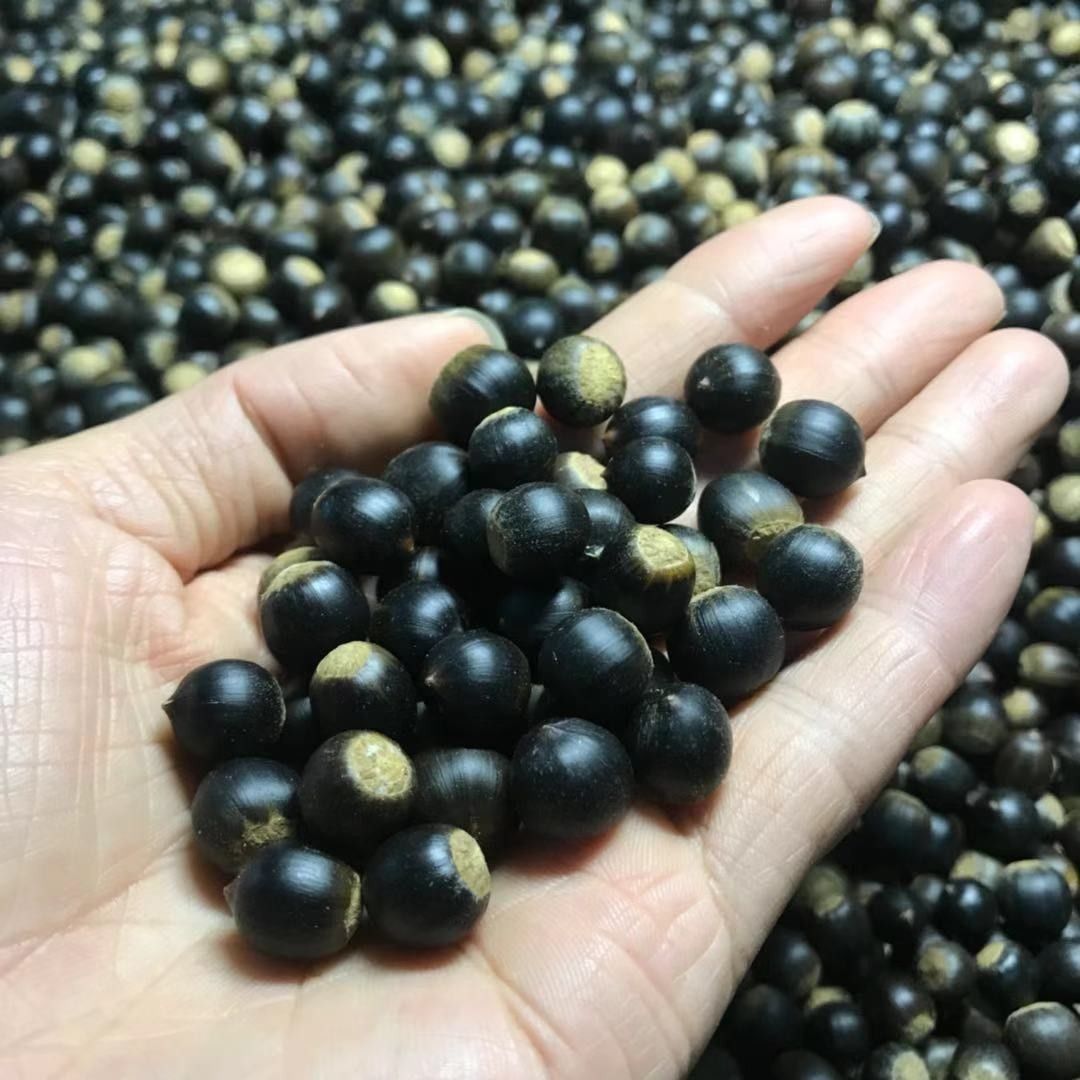 新鲜米椎子坚果圆锥栗野生米锥子栗山椎栗刺椎米锥栗榛子板栗批发