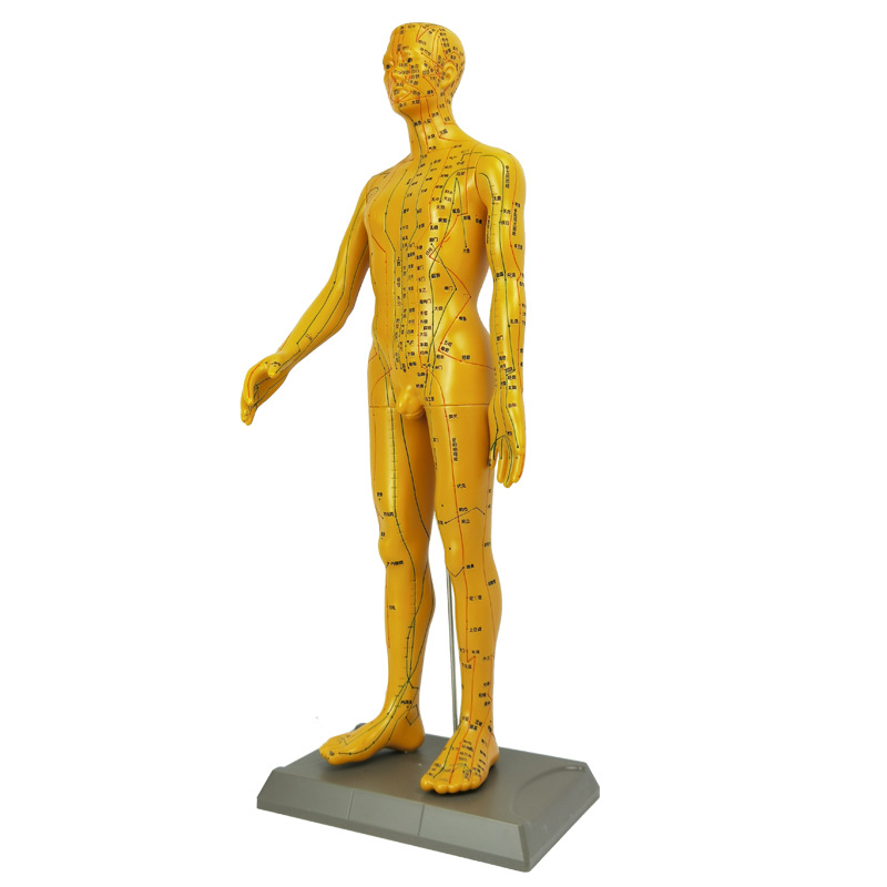 中医针灸穴位图人体模型教学全身十二经络人针灸穴位模特