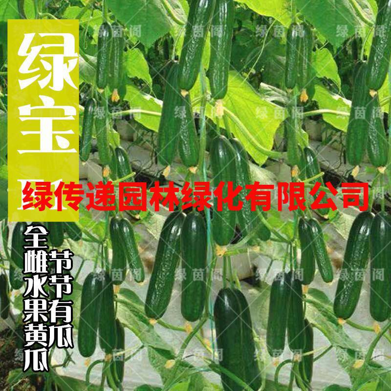 绿宝水果黄瓜种子全雌荷兰迷你小节节瓜籽全雌农家菜园春秋蔬菜孑