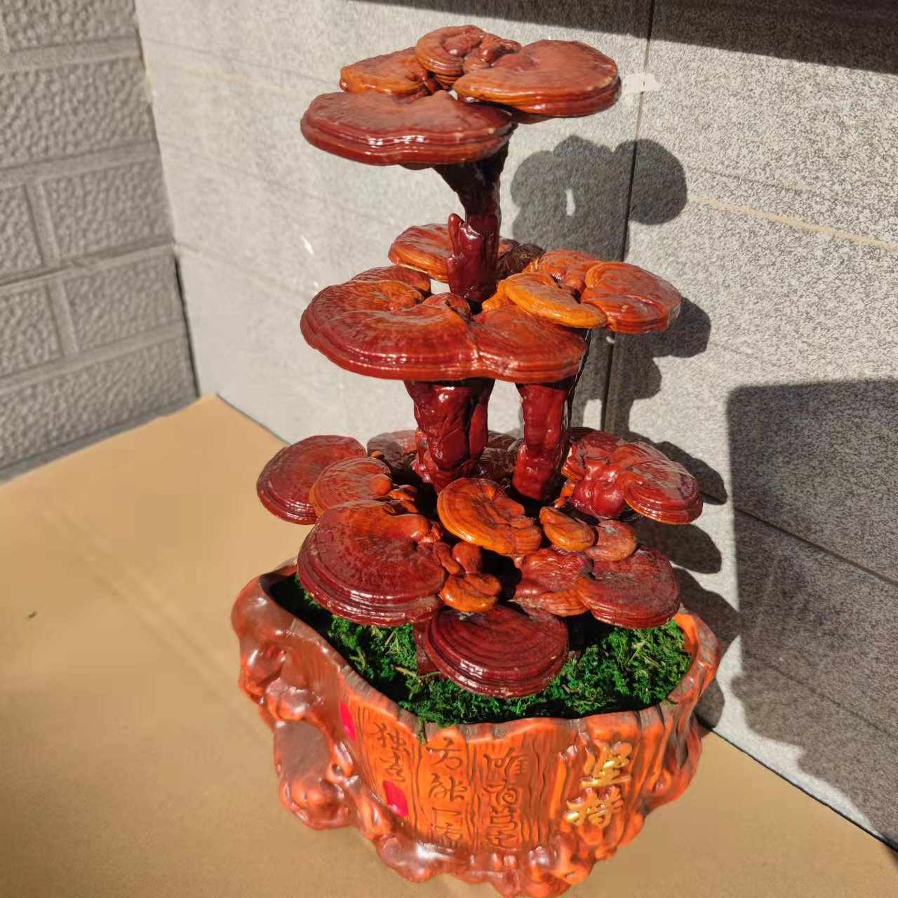 灵芝盆景盆栽办公室摆件大活体招财风水禅意一件代发独立站批发