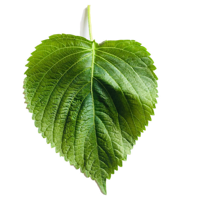 新鲜东北紫苏叶食用100g份韩国泡菜烤肉绿苏子朝鲜延边批发-阿里巴巴