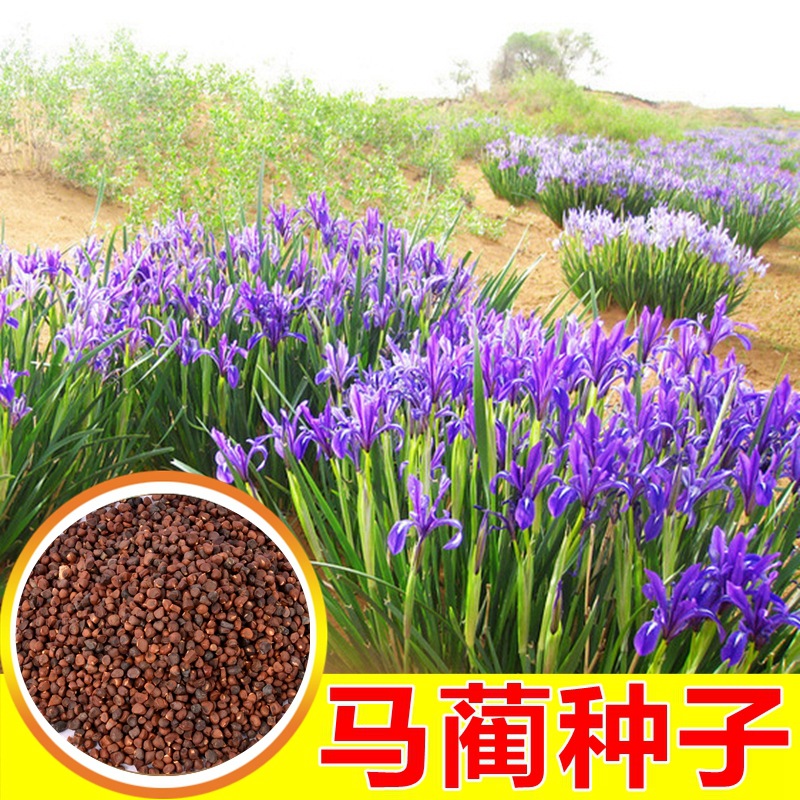 马莲种子新采优质马连马兰花马蔺马兰草蝴蝶兰种子耐寒耐盐碱