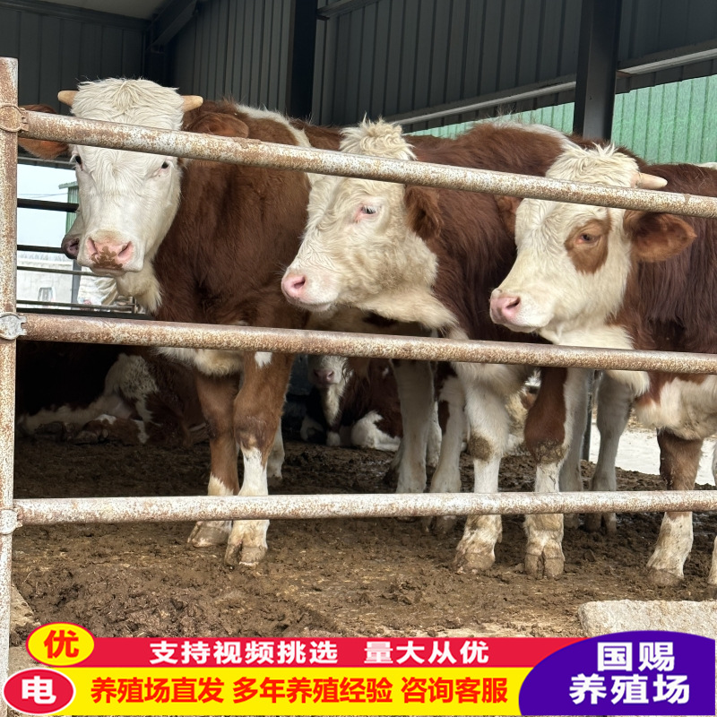 湖南肉牛养殖前景和效益分析 改良黄牛 西门塔尔牛 夏洛莱牛