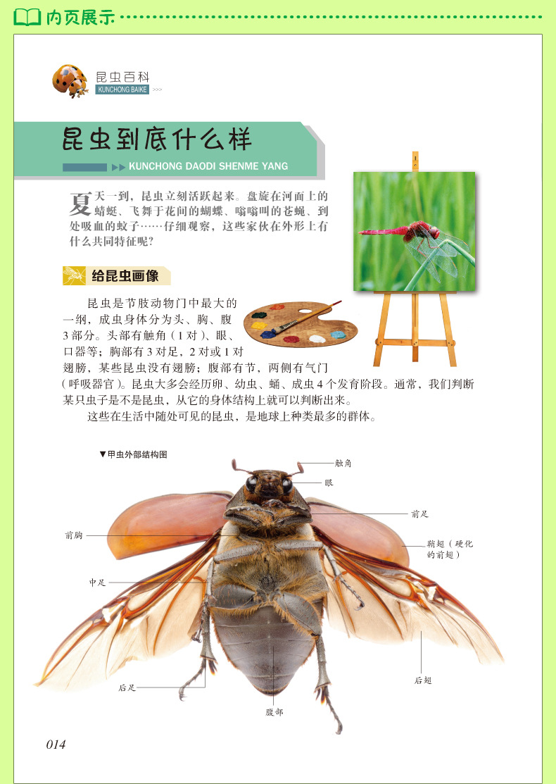 儿童百科全书共6册 恐龙百科动物世界自然植物昆虫百科知识世界