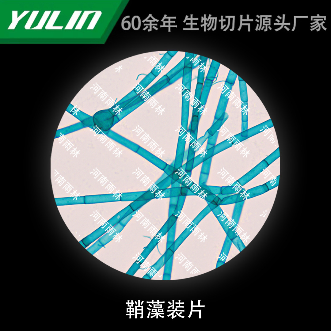 鞘藻装片生物显微镜标本动物植物细胞载玻片观察实验高校-阿里巴巴