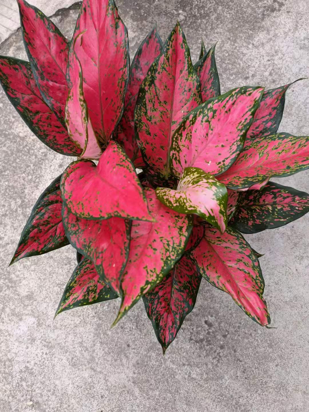 【基地直供】观叶植物绿植盆栽居家花卉网红盆栽 150红天使