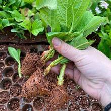 绣球花盆栽云南直发绣球花苗小苗无尽夏开夏季室内阳台易活植物