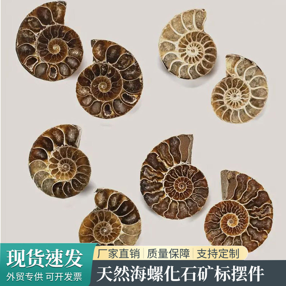 天然马达加斯加海螺化石切片家居桌面摆件螺菊石古生物标本批发