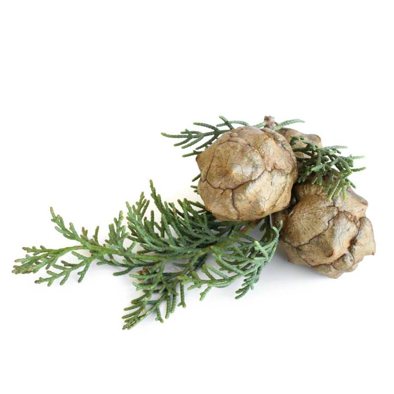 阿甘树澳洲蓝丝柏精油callitris intratro.pica