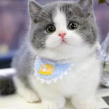 英短金银渐层折耳小猫银点美短英短蓝白蓝猫加菲幼猫宠物猫咪活体