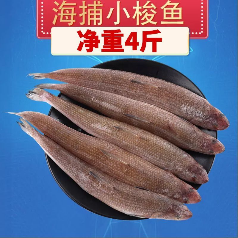 海梭鱼