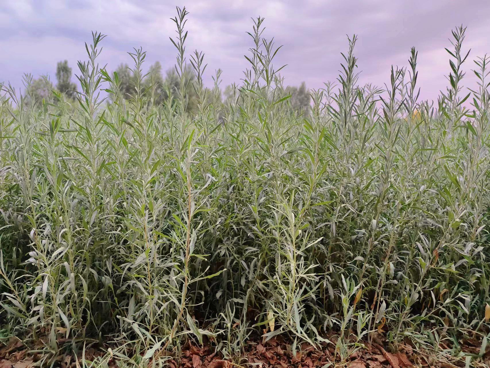 苗圃出售四翅滨黎 种植销售四翅滨藜苗 -阿里巴巴