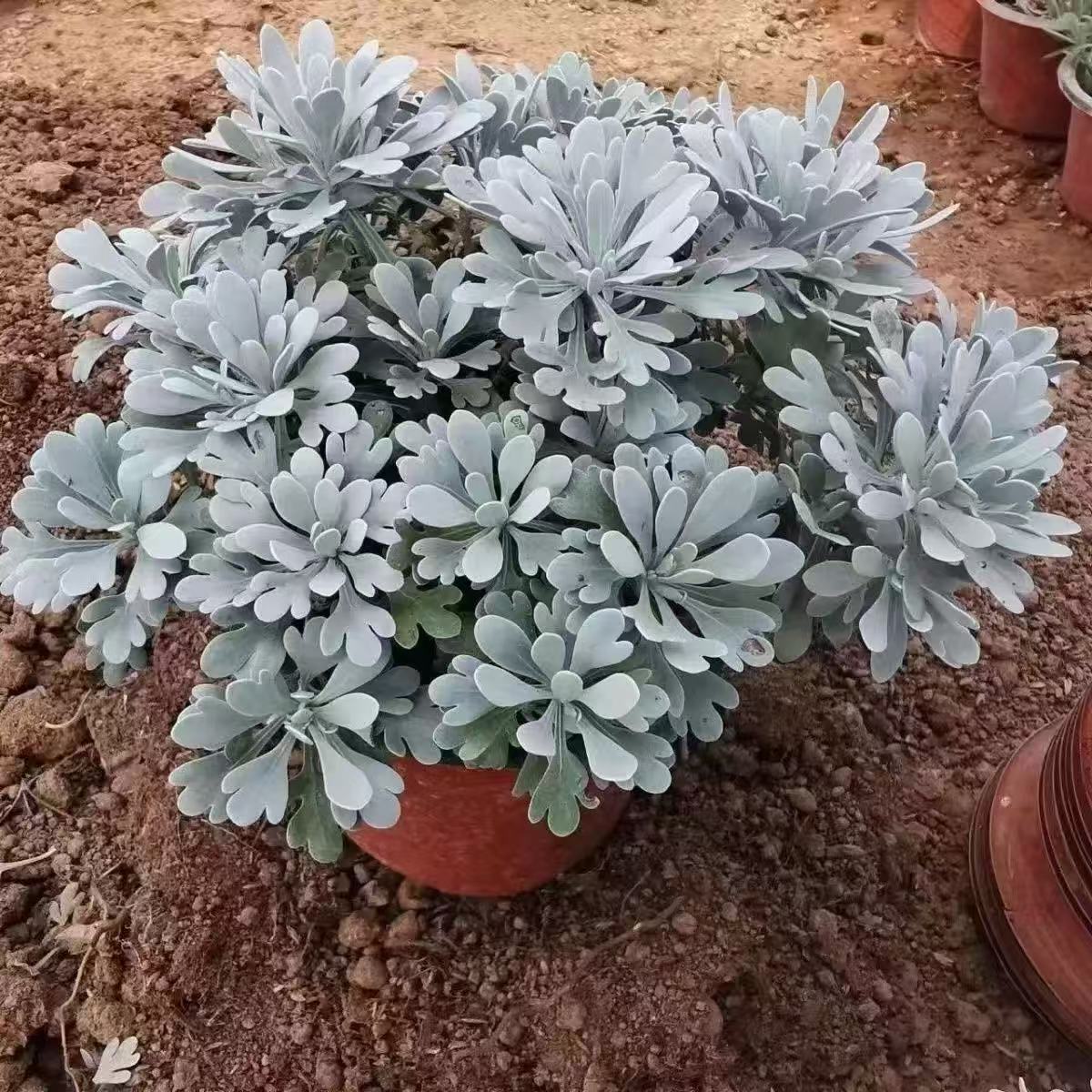 新品种芙蓉植物盆栽雪艾芙蓉花花卉绿植庭院菊花千年室内阳台耐寒