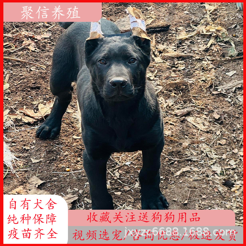 墨界黑狼犬举行看家护院犬豹系黑狼活体幼犬家养五黑犬-阿里巴巴