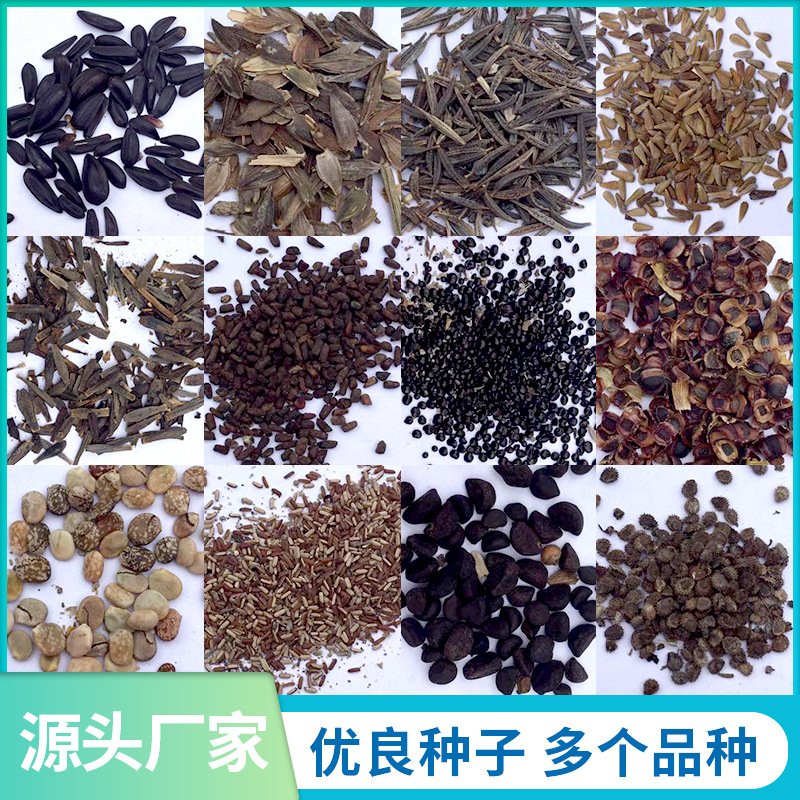 波斯菊情人草三叶草七彩四季易开花种子水培花卉种子厂家批发