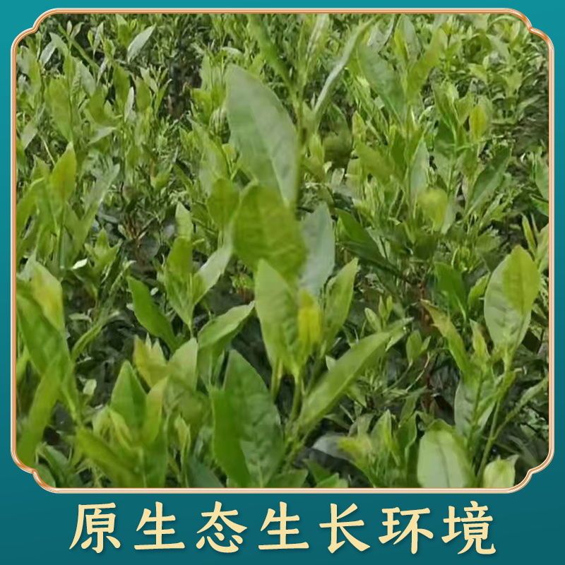 桑植白茶张家界散茶特级茶叶高档寿眉梅子香贡眉白牡丹枣香袋装茶