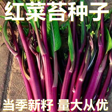 红菜苔种子 500粒/袋散装 产地直供 当季新籽 瓜果蔬菜种子