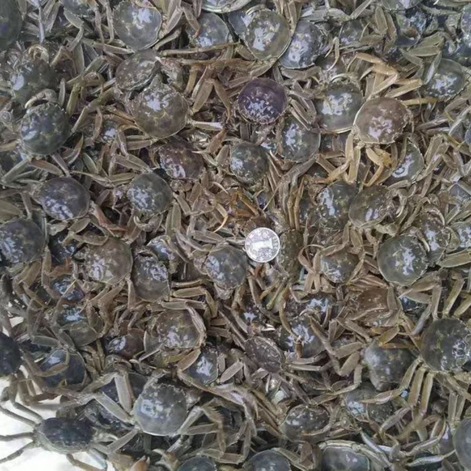 现货鲜活小螃蟹活的一元蟹两元蟹母蟹毛蟹大闸蟹河蟹包邮包赔