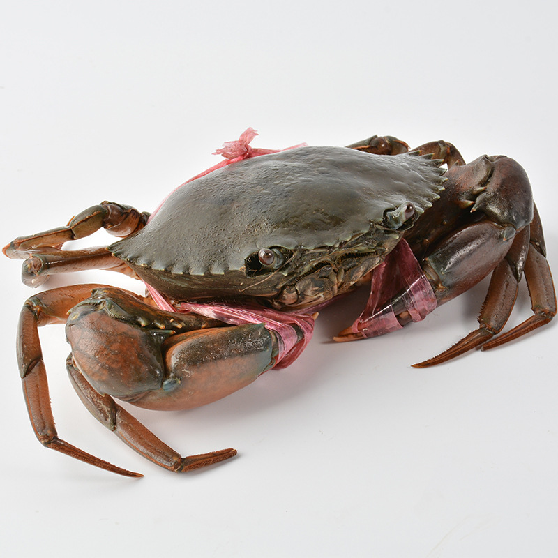 零售 鲜活缅甸蟹 清蒸青蟹 3.2-4.2两/只 2斤大概5只 一手货源