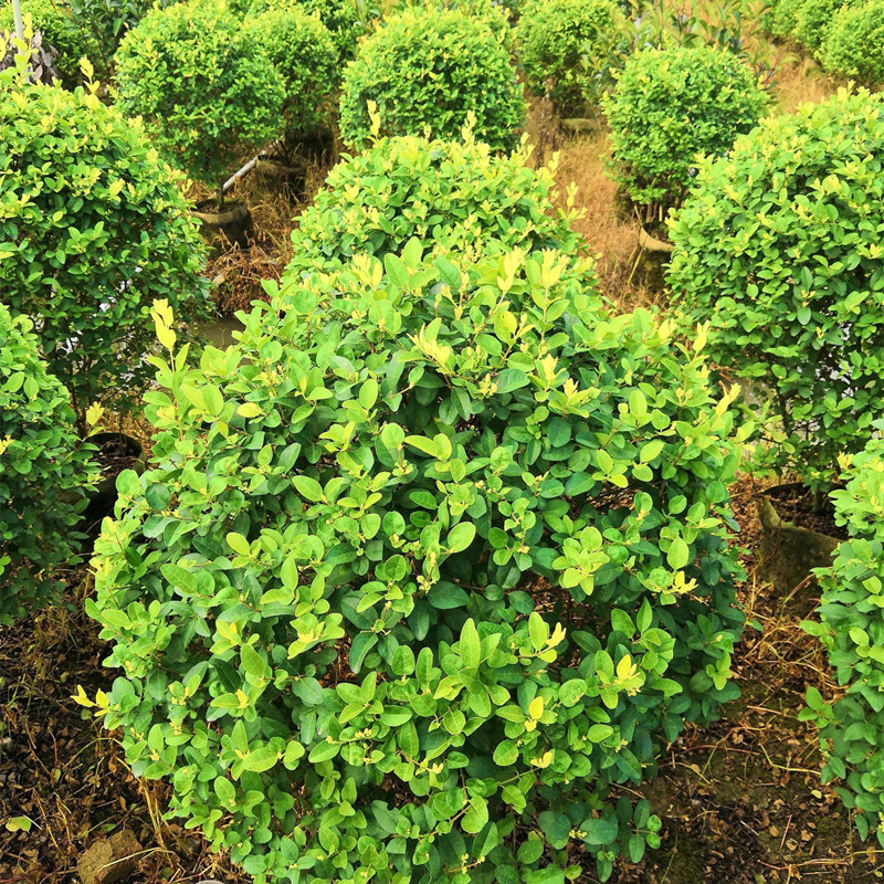 丛生大叶女贞40公分50公分好成活易管理丛生大叶女贞球 量大价优