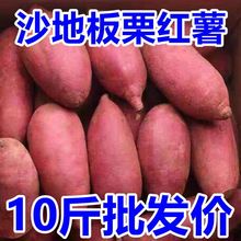 红薯批发【现挖发货】广西2/5/10斤西瓜新鲜沙地瓜板栗番薯小蜜薯