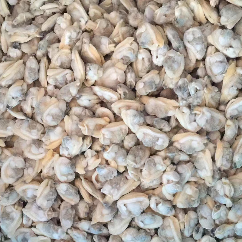 5成交1081盒批发冷冻 花甲肉500g袋去壳杂色蛤蜊 即食蛤蜊